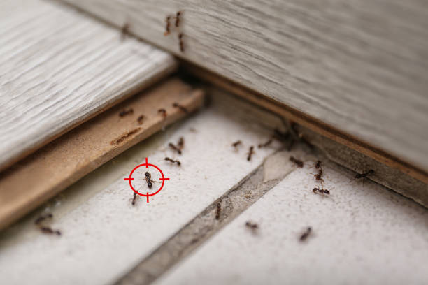 Best Pest Control Near Me  in Paterson, NJ