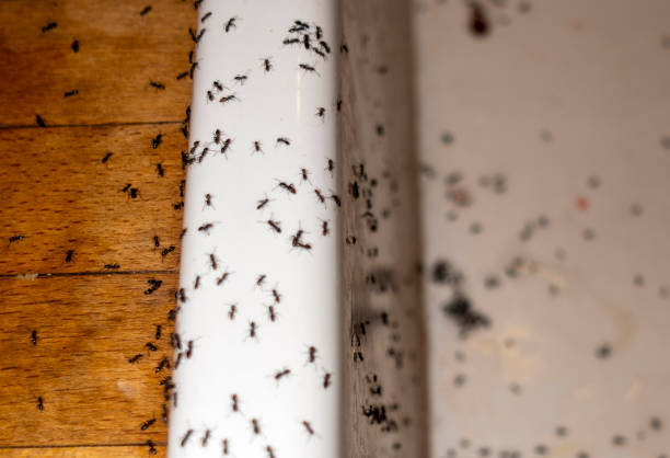 Best Insect Control  in Paterson, NJ