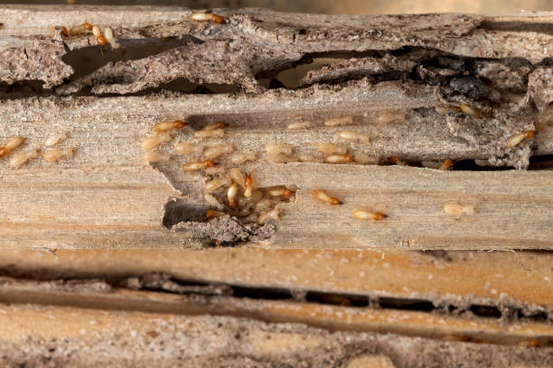 Wildlife Control Services in Paterson, NJ